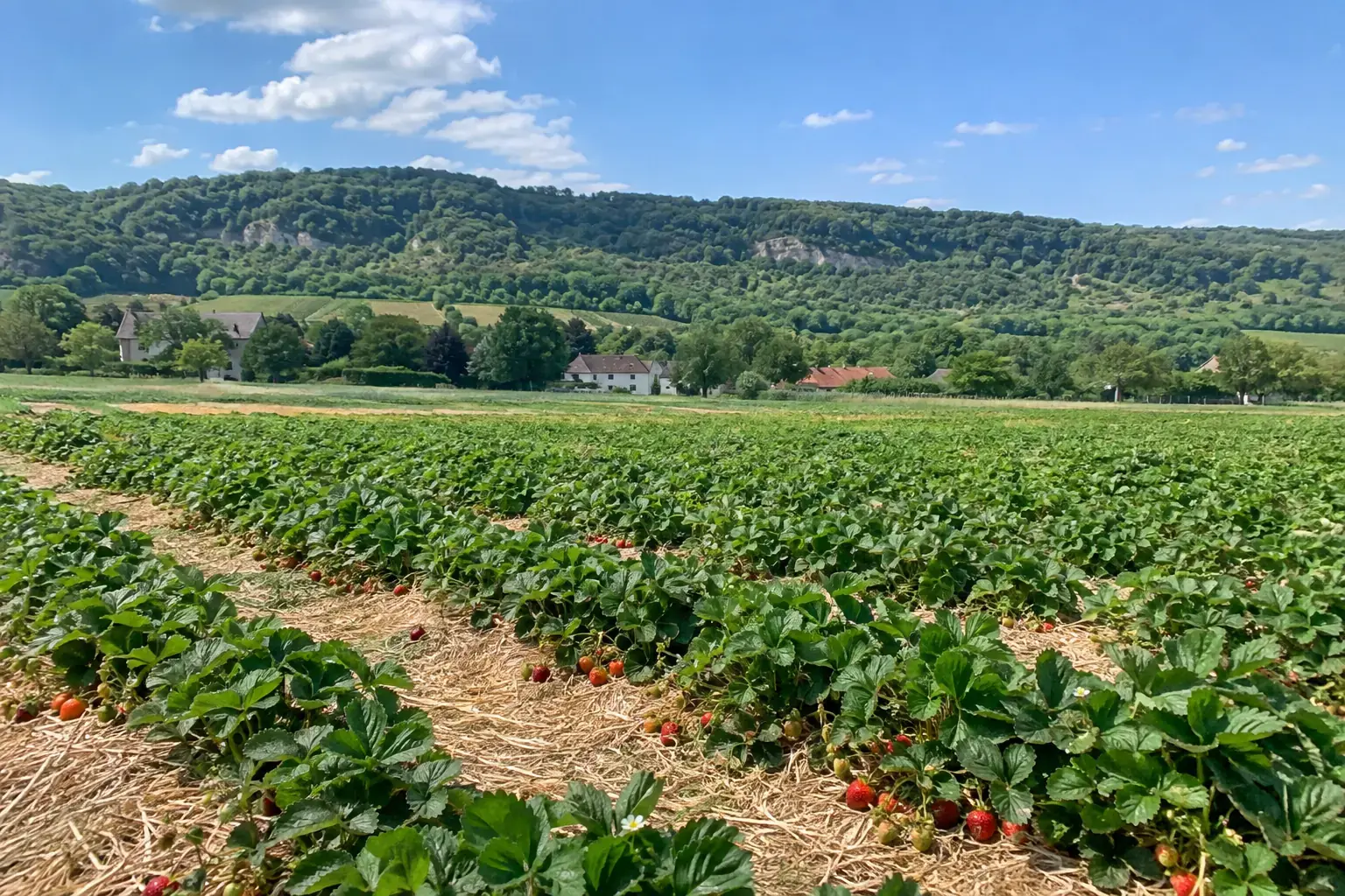 Des rangs de fraisiers paillés dans un champ au pied des côtes de Moselle, quelques maisons au loin, sous un ciel bleu